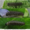 arg adippe larva2 volg